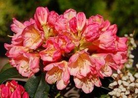 rhododendron