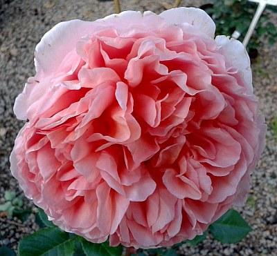 Abraham darby