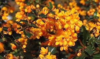 Berberis mystery fire
