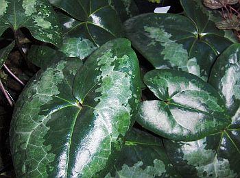 asarum