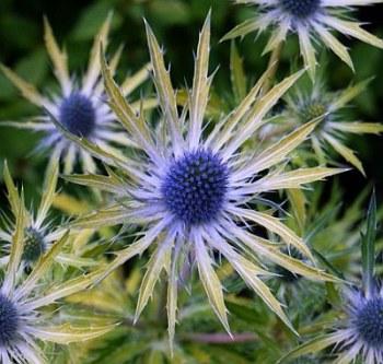 eryngium-neptunes-gold-ok