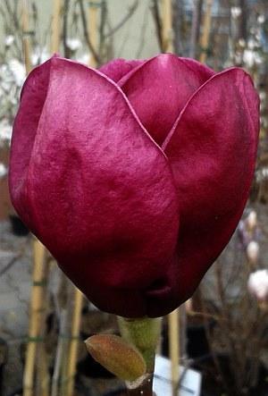 Black tulip