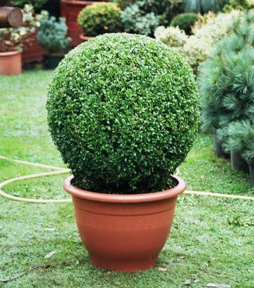 Buxus
