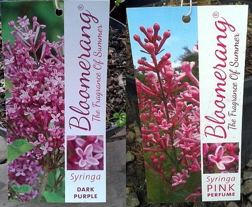 bzy bloomerang