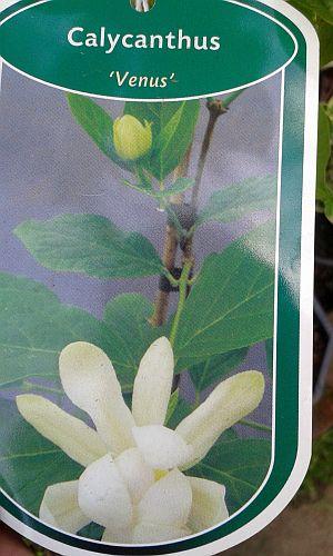 Calycanthus