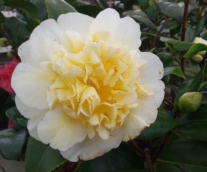 Camelia