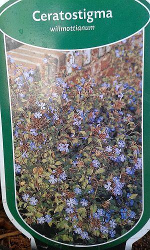 Ceratostigma