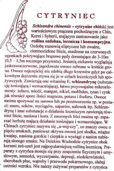 Cytryniec