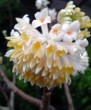 edgeworthia chrysantha