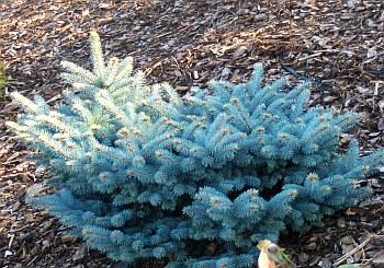 Glauca