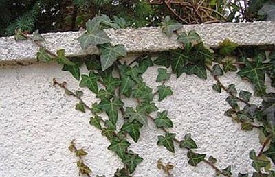 Hedera