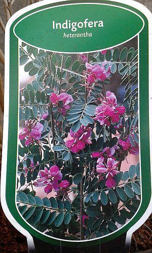 Indigofera