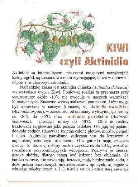 KIWI aktinidia