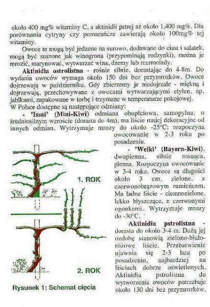 KIWI aktinidia