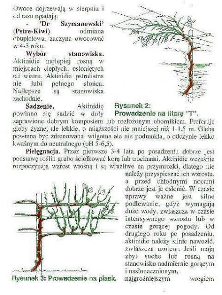 KIWI aktinidia