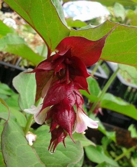 Leycesteria