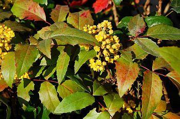Mahonia