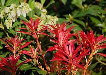 Pieris