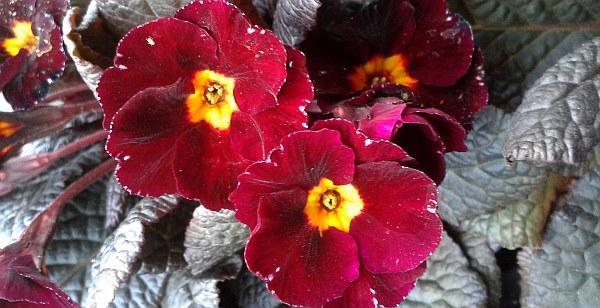 Primula