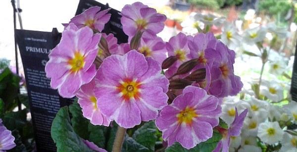 Primula