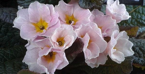 Primula