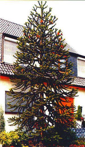 araucaria