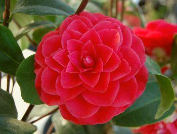 camellia-japonica
