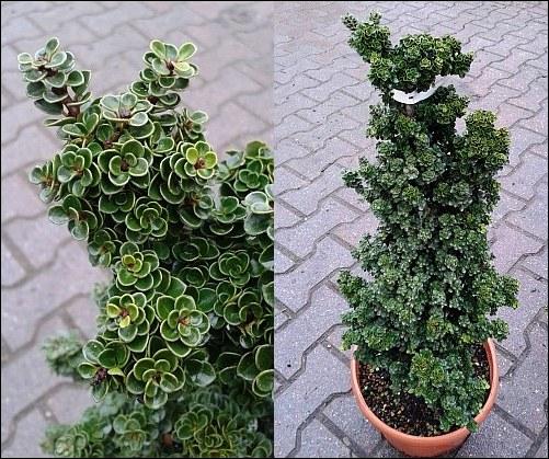 ilex-ok