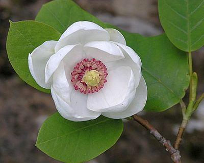 magnolia-sieboldii-x
