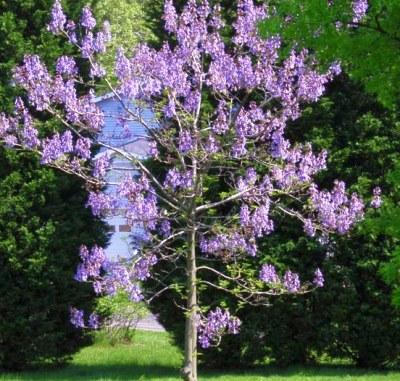 pulownia