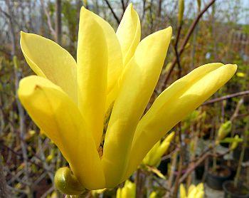 zolta-magnolia-1
