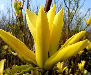 zolta-magnolia-2