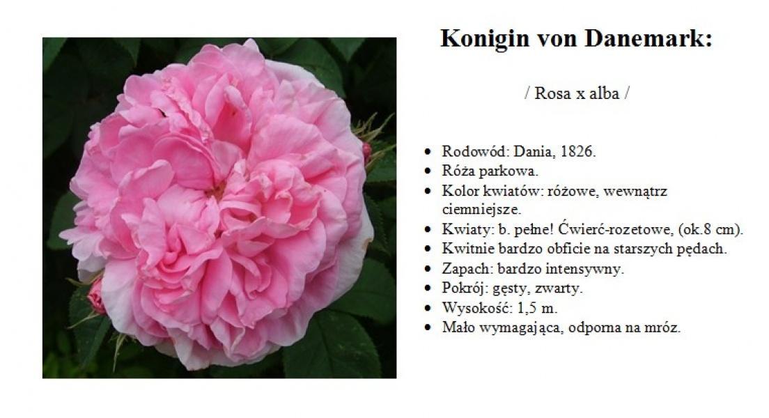 róże historyczne