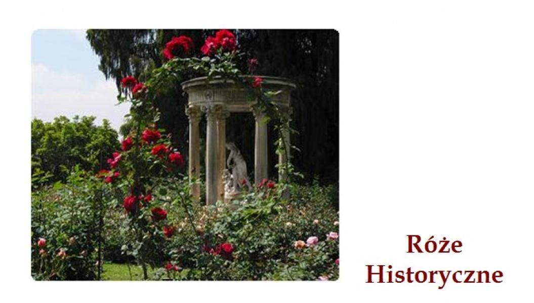 róże historyczne