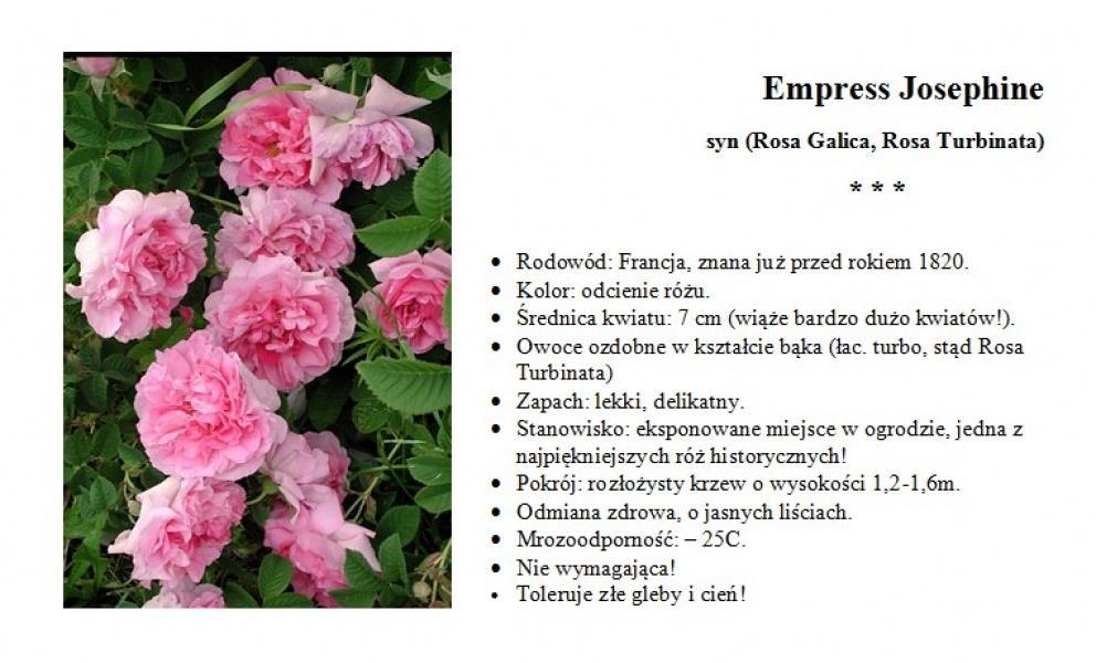 róże historyczne