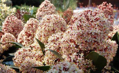 Skimmia