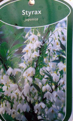 Styrax