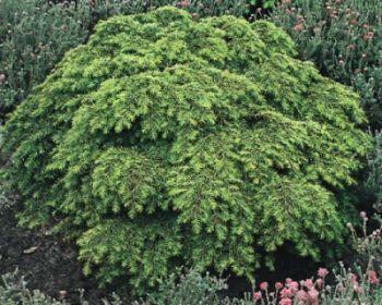 Tsuga canadensis