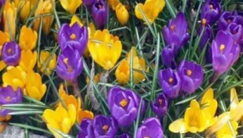 crocus pop