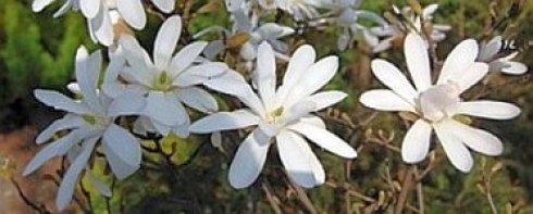 magnolia stellata pop