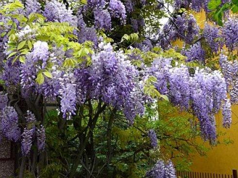 wisteria