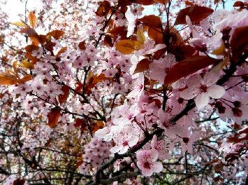Jabłonie, wiśnie, śliwy - malus, prunus