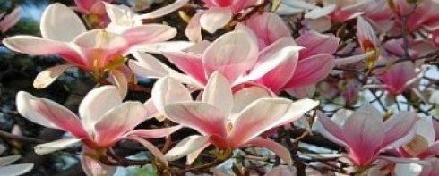 magnolia ostat