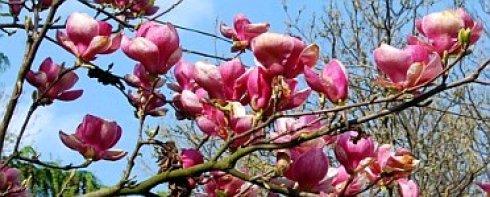magnolia pop i