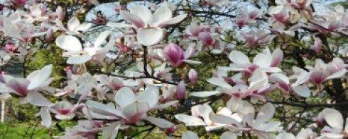 magnolia pop iii