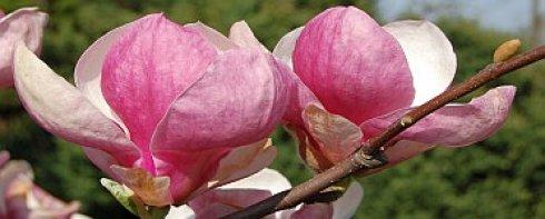 magnolia pop iv