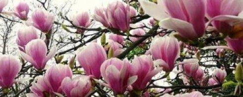 magnolia dod