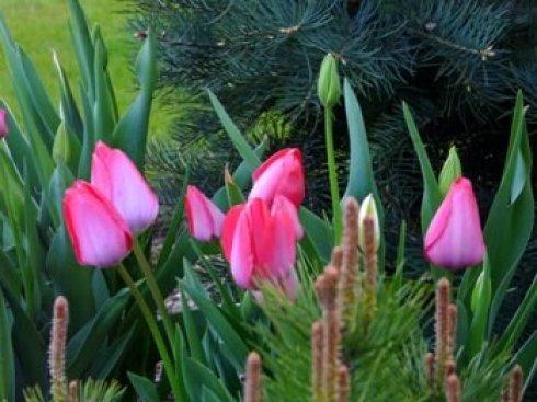 tulipany